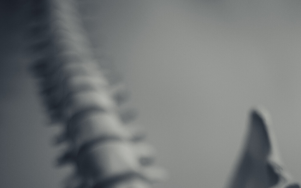 позвоночник