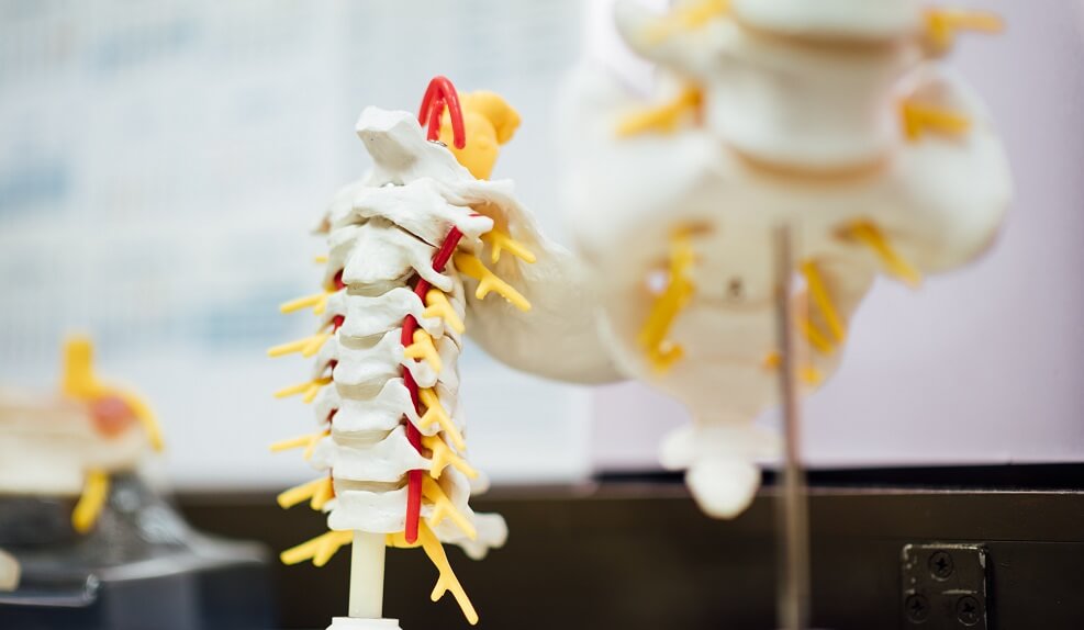 позвоночник человека